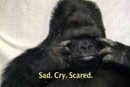 gorilla_mortality_webstill_final_3_26_10_jpg_130x110_q85[1]