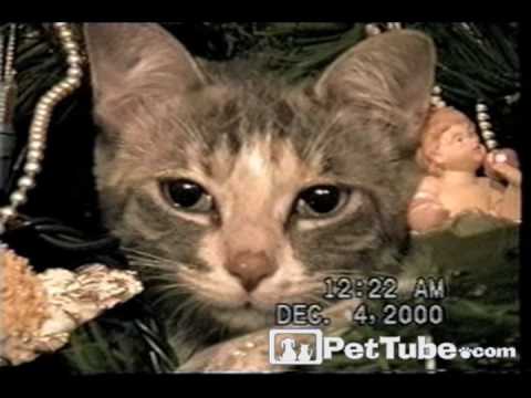 Christmas Tree Cat [Video]