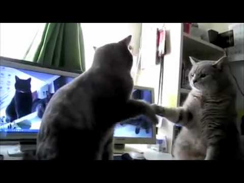 Patty Cake Cats [Video]