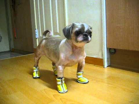 Shih Tzu Shoes [Video]