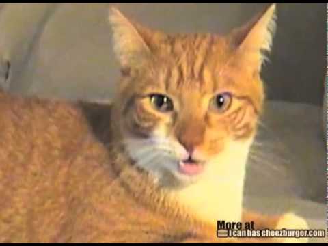 Rapping Dog ft. Singing Cats [Video]