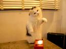 Cat Confused By Theremin