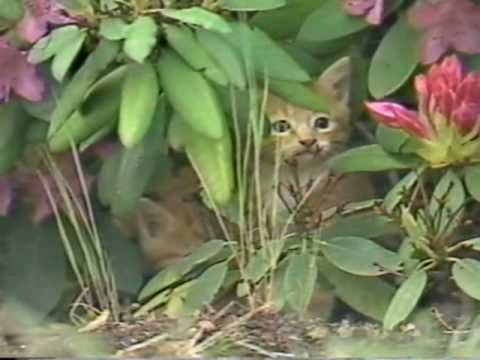 Cat Facts [VHS Found Footage]