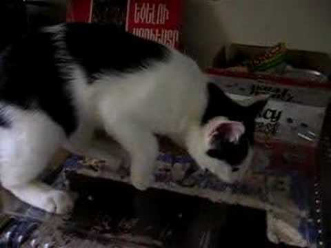 Cat Wants to Eat Cake [video]