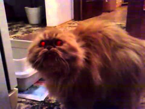 Demon Cat [Video]