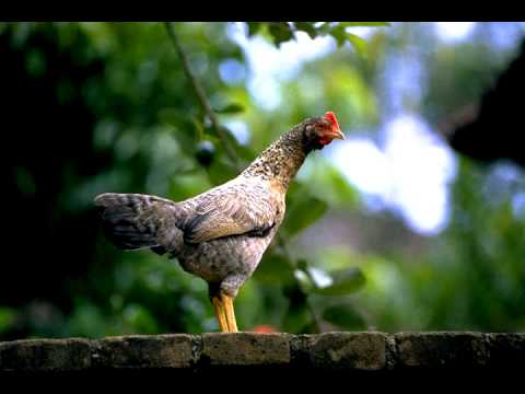 Chicken Monkey Duck [Music Video]