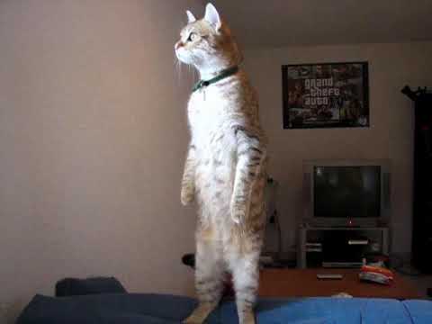Standing Cat Video