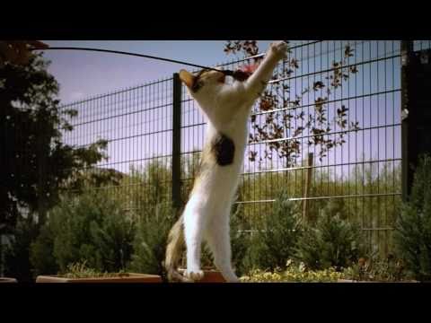 Kitten Playing in Slow Motion [Video]