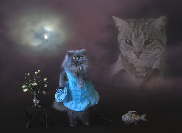 Cat in dress
