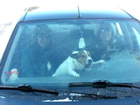 Dog vs Windshield Wipers [Video]