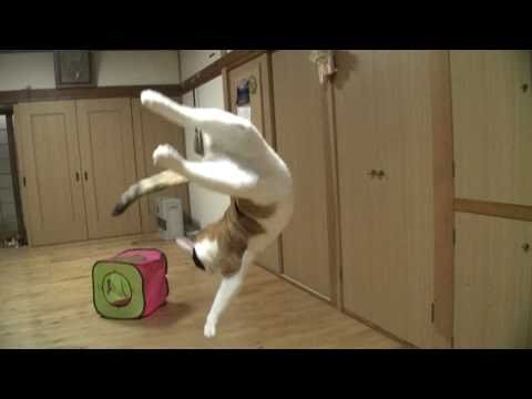Slow Motion Cats + Mind Heist [Video]