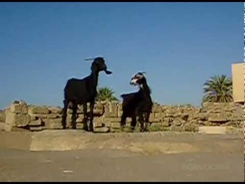 Goat Yells Like Chris Tucker [Video]