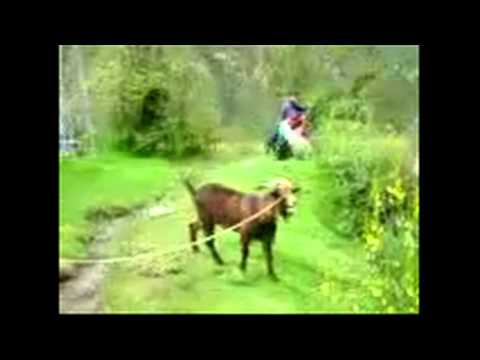 Oprah and the Yelling Goat [Video]