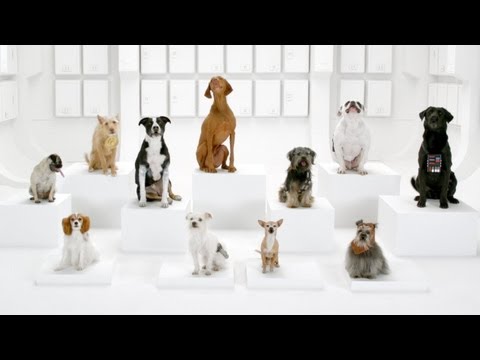 The Bark Side: Dogs Barking The Imperial March [Star Wars]