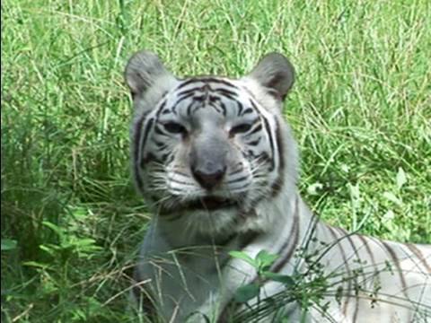 Big Cat Rescue Do Big Cats Like Catnip Big Cat Rescue Do Big Cats Like Catnip