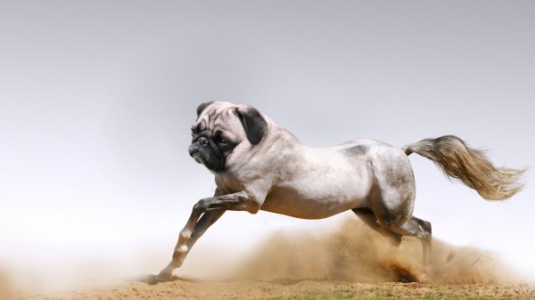 horse with pug dog head