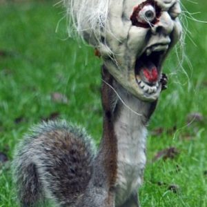 Squirrel Wearing Halloween Decoration as a Mask - Skull, Scary, England