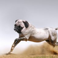 horse with pug dog head