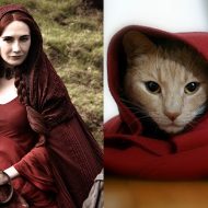 Melisandre - Game of Thrones Characters as Cats